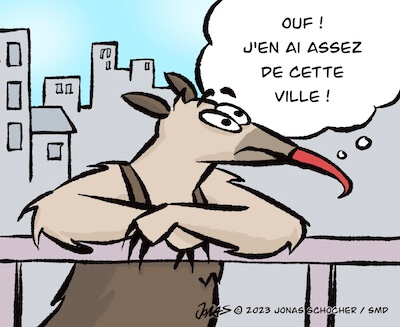 Bosco und Meisi Comic 33 Bild 1