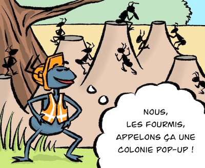 Bosco et Plume BD 35 image 3
